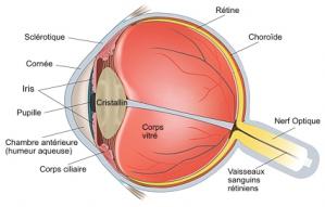 Anatomie oeil1 1